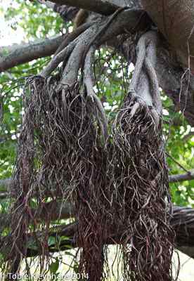 Aerial roots